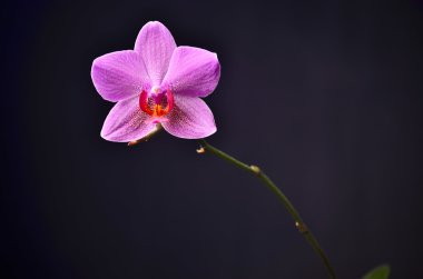 Siyah bir zemin üzerine pembe orkide. Stüdyo fotoğrafçılığı.