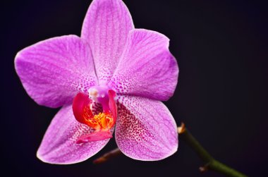 Siyah bir zemin üzerine pembe orkide. Stüdyo fotoğrafçılığı.