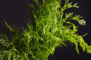 Rustik ahşap arka plan üzerinde taze organik dereotu demet