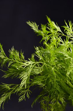 demet dereotu eski ahşap tahta üzerinde asılı iple bağlı