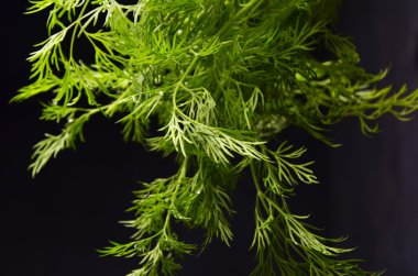 siyah arka plan üzerine dereotu