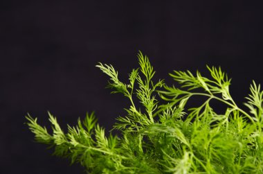 siyah arka plan üzerine dereotu