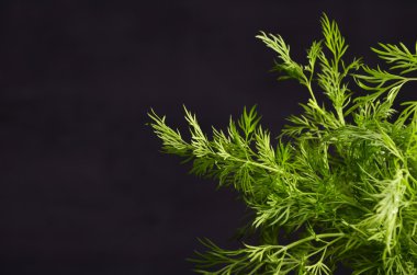 siyah arka plan üzerine dereotu