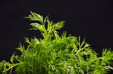 demet dereotu eski ahşap tahta üzerinde asılı iple bağlı