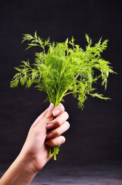 taze dereotu avuç siyah arka planda tutan eller