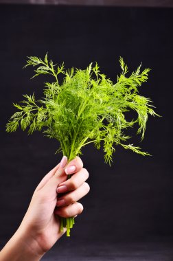 taze dereotu avuç siyah arka planda tutan eller