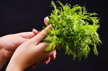 taze dereotu avuç siyah arka planda tutan eller