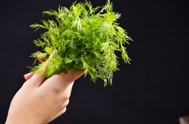 taze dereotu avuç siyah arka planda tutan eller