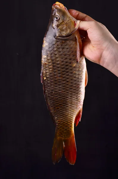 Färska karp i man hand. Isolerad på en svart bakgrund. — Stockfoto