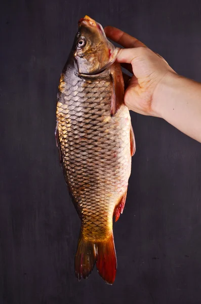 Färska karp i man hand. Isolerad på en svart bakgrund. — Stockfoto