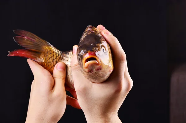 Färsk stor fisk i man hand. — Stockfoto