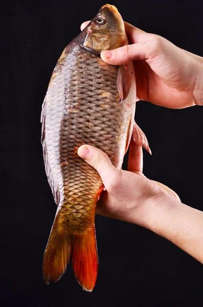 Φρέσκο ψάρι μεγάλο σε άνθρωπος χέρι. — Φωτογραφία Αρχείου