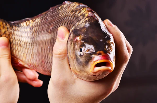 Färsk stor fisk i man hand. — Stockfoto