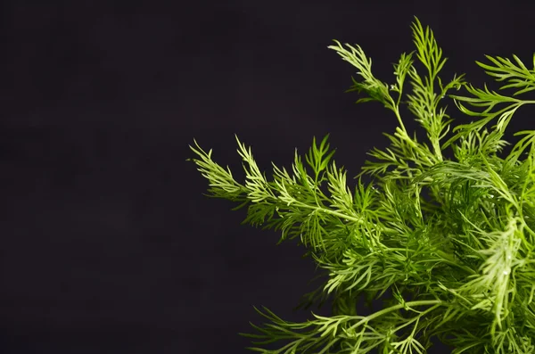 siyah arka plan üzerine dereotu