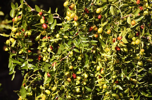 Оливкове дерево з багатьма барвистими фруктами — стокове фото