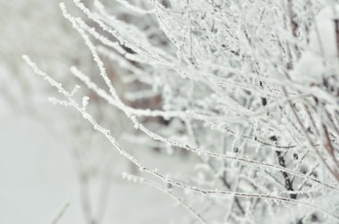 Hoar-frost ağaçları kış