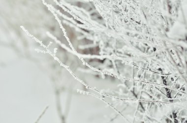 ağaç Frost. Kış peyzaj