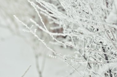 Hoar-frost ağaçları kış