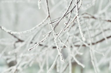 Kışın serçe. donmuş ağaçlar