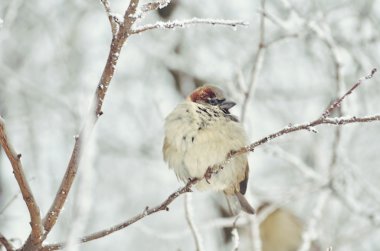 Kışın serçe. donmuş ağaçlar