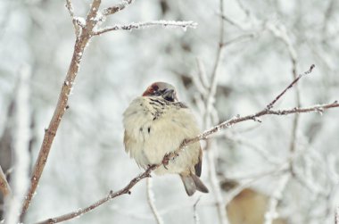 Ağaç dalındaki serçe