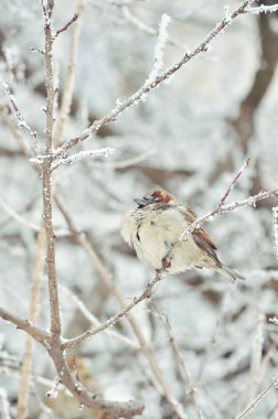 Kışın serçe. donmuş ağaçlar