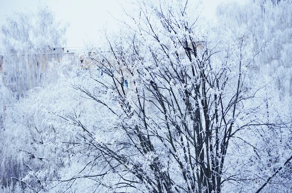 Frost på en trädgrenar — Stockfoto