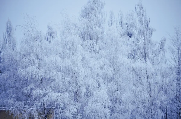 Árvores geladas em um dia frio nebuloso — Fotografia de Stock