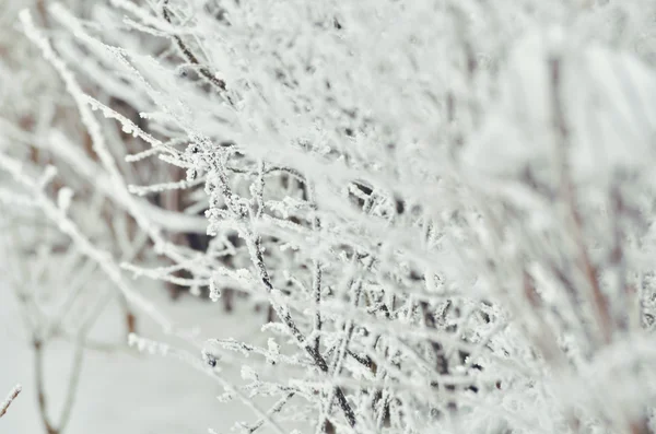 ağaç Frost. Kış peyzaj