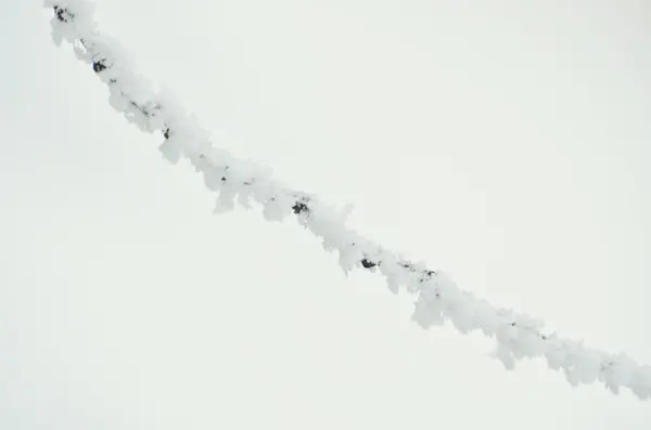 Arbre dans le gel. Paysage hivernal — Photo