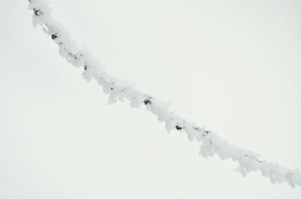 Казан-мороз на деревах взимку — стокове фото