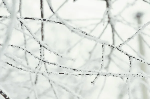 Veréb télen. fagyasztott fák — Stock Fotó