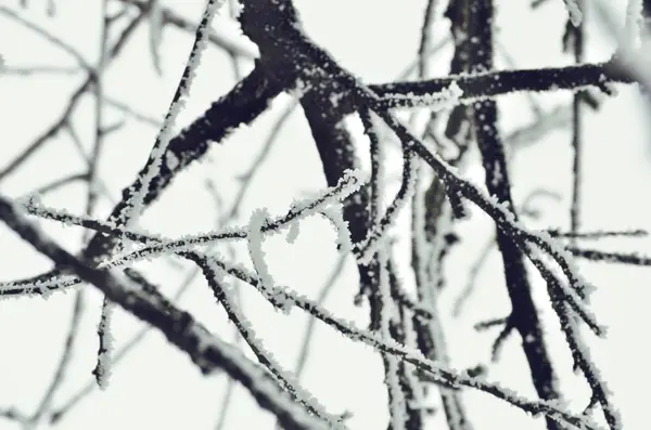 Sparrow no Inverno. árvores congeladas — Fotografia de Stock