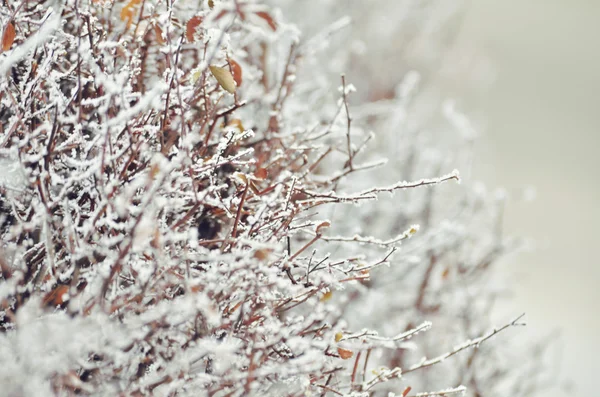 Veréb télen. fagyasztott fák — Stock Fotó