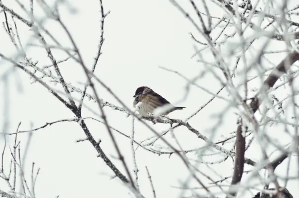 Sparrow în iarnă. copaci congelați — Fotografie, imagine de stoc