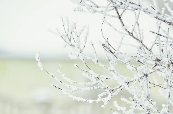 Sparrow no Inverno. árvores congeladas — Fotografia de Stock