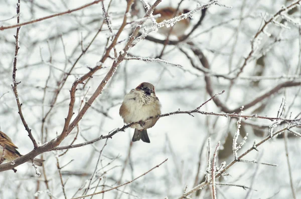 Vrabec na větvi stromu — Stock fotografie