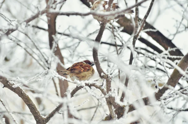 Sparrow în iarnă. copaci congelați — Fotografie, imagine de stoc