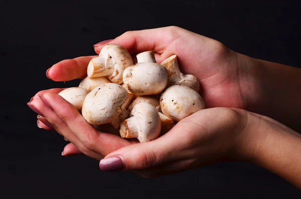 Органічні гриби. Здорова їжа. Свіжі гриби в руках фермерів — стокове фото