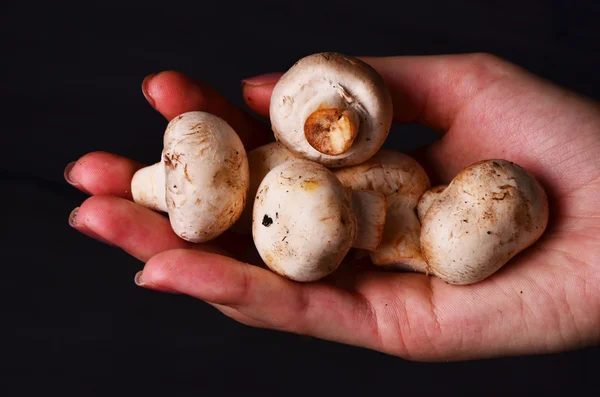 Setas ecológicas. Comida saludable. Setas frescas en manos de los agricultores — Foto de Stock