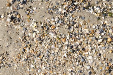 Kumdaki deniz kabukları. Yaz sahili geçmişi. Üst görünüm