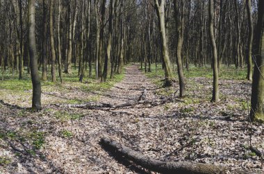 Bahar çiçek orman - ağaç anemon çiçeği, windflower, lale, fox (Anemone nemorosa kokusu )