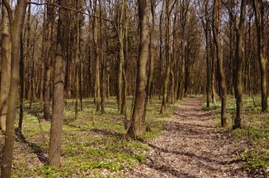 Bahar çiçek orman - ağaç anemon çiçeği, windflower, lale, fox (Anemone nemorosa kokusu )