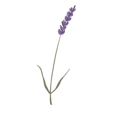 Bir demet lavanta çiçeği. Renkli kalem çizimi. Kartpostal, ambalaj, afiş, poster, dövme, tabak, paket, parfüm, sabun için yazdır.