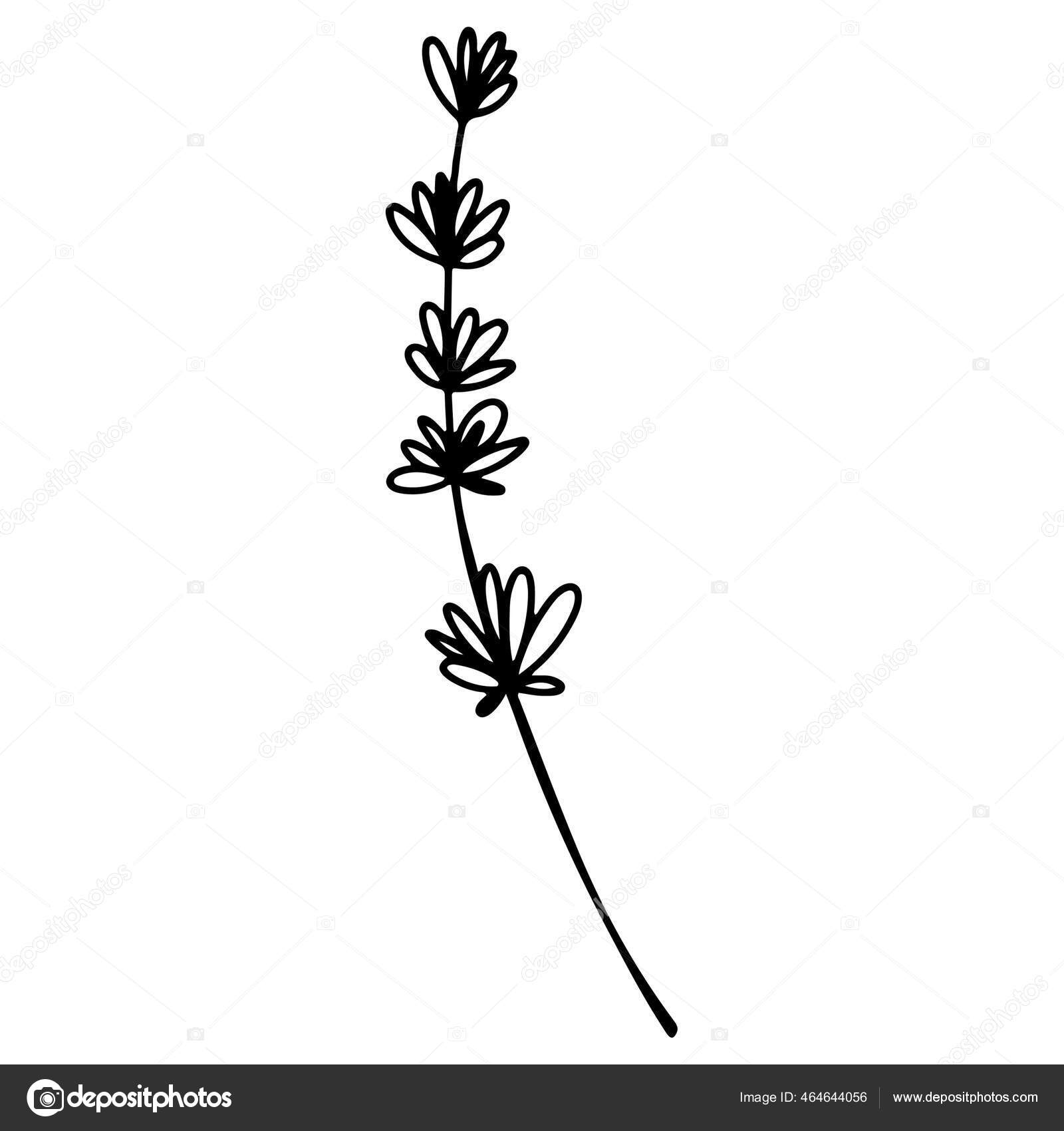 Krydder Timian Doodle Digital Kunst Skitse Print Til Køkken Tatovering —  Stockfoto © Ka.Yansh #464644056, image size:1600x1700