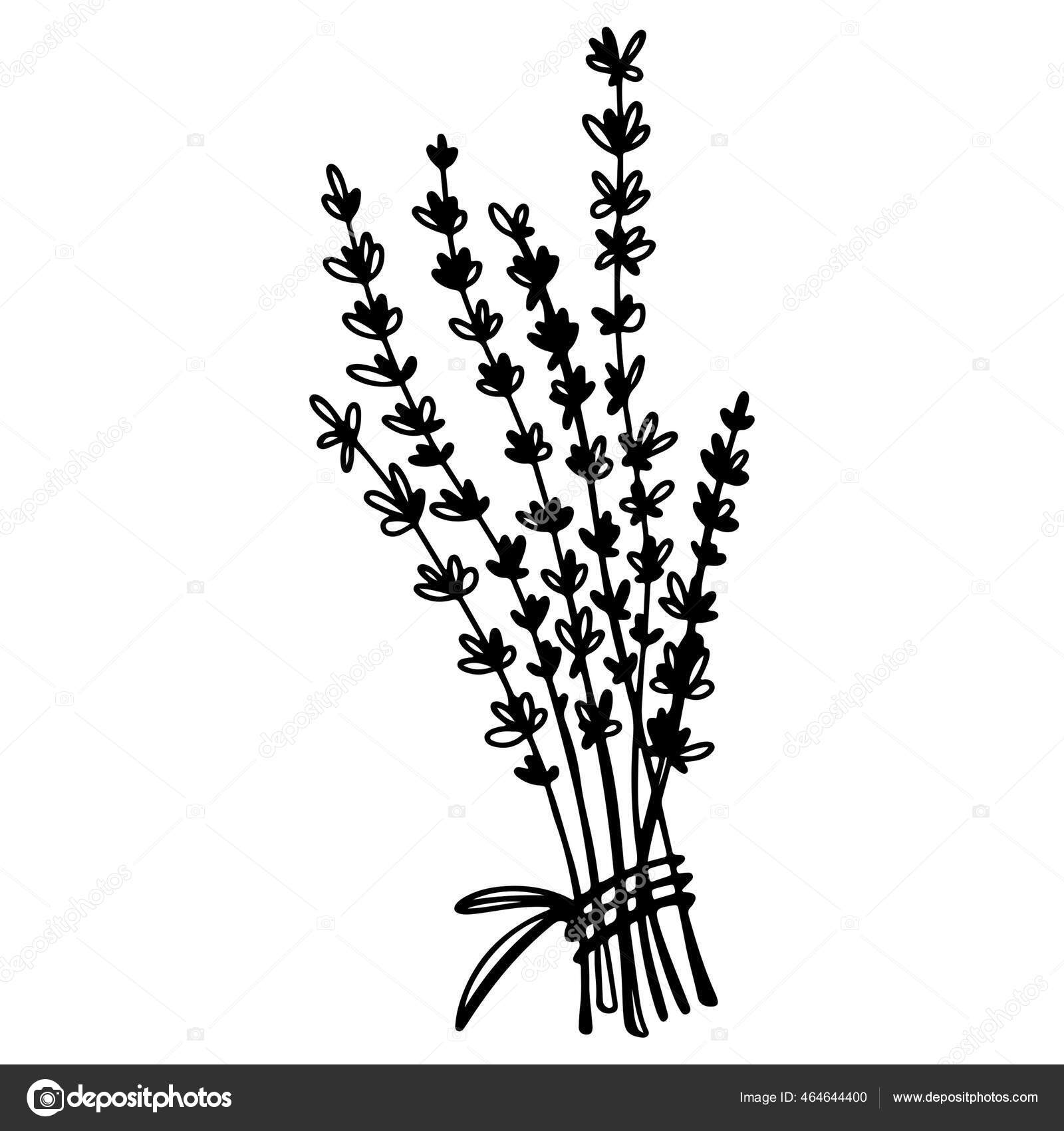 Krydder Timian Doodle Digital Kunst Skitse Print Til Køkken Tatovering —  Stockfoto © Ka.Yansh #464644400, image size:1600x1700