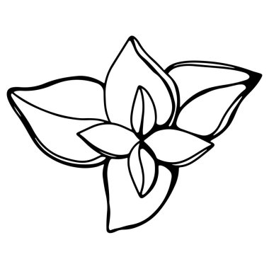 Baharatlı kekik filizleri. Karalama dijital sanat taslağı. Mutfak, dövme, ambalaj kağıdı tasarımı, menüler, restoranlar, ürünler için baskı