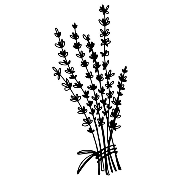 Spice thyme. Doodle digital art outline. Print for kitchen, tattoo, design of packaging and wrapping paper, menus, restaurants, products