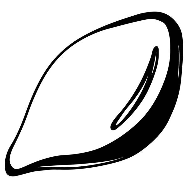 Seashell Clam Liniowy Doodle Kontur Ręka Rysunek Izolat Białym Tle — Zdjęcie stockowe
