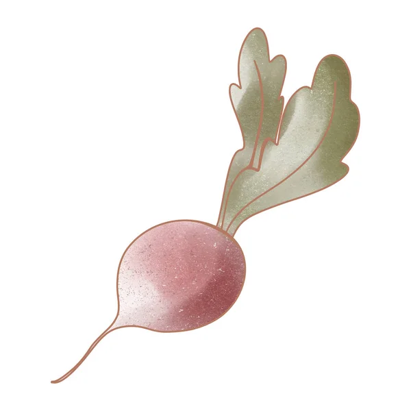 水彩スケッチ食品野菜赤ピンク大根ビートルート デジタルアート メニュー カフェ ステッカーの印刷 — ストック写真